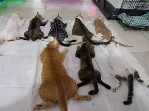 Mandaue vet: 50 dogs, cats spayed, neutered, .